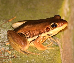 Weisslippenfrosch, Hyiarana galamensisgalamnensis, Galam Golden Backed Frog